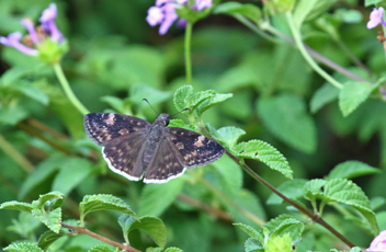 Zarucco Duskywing